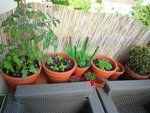 de gauche à droite, Tomate cherry avec basilic, à côté basilic pourpre et vert, après un pied de fraise, menthe verte et poivrée, après le buis et dans les petits pots rouges, ail à tondre et semis de sauge rouge