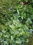 brunnera et ancolies