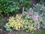 tiarelles et fusains
