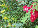 IMG_0052.JPG