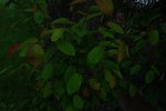 buisson 1 réduit.jpg