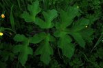 plante sauvage.jpg