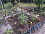 Voilà mon potager chez mon papy :) si vous voulez je pourrais mettre d'autre photo pour voir de plus près mais ce soir je voulais surtout mettre une photo d'ensemble.