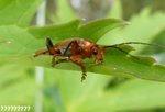 macro insecte.jpg