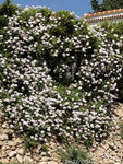 Geranium ,pleine terre ,cet hiver -3 pendant 10 jours!
