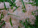 herbe2.jpg