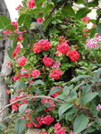 1-DSC04830.JPG