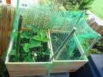 Fraises dans les bacs en bois