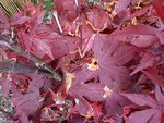DSC00101.jpg