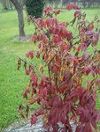 DSC00102.jpg