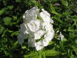 Phlox white...