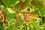 DSCF6355 (Small).JPG