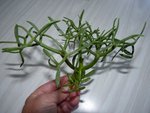 Plante trouvé au bord de mer(mediterranée Costa Brava) à l'état sauvage ou dans des jardins de villas bord de mer.
