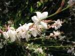 gaura