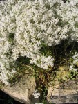 corbeille d'argent