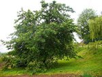 cerisier230512.JPG