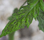 IMG_5197ok.jpg