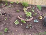 jardin5.JPG
