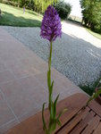 P1000263.JPG
