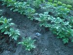 les pommes de terre visitées par les rats.jpg