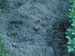 plantation des tomates sur butte.jpg