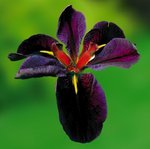 iris de louisiane.jpg