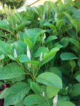 ginseng1.jpg