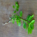 herbe folle1.JPG