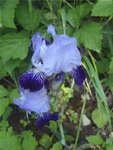 Iris_01.JPG