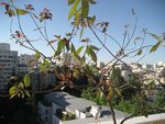 IMG_5983.JPG