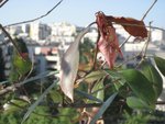 IMG_5986.JPG