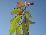 IMG_5989.JPG
