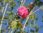 plante mysterered.jpg