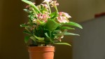 plante_small.jpg