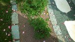 P1000818 (Copier) (Copier).JPG