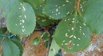 DSC00106.jpg