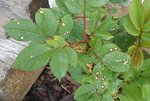 DSC00107.jpg