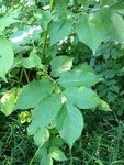 le 1er : détail des feuilles
