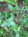 Le 2nd, fait trois ou 4 feuilles, puis une fleur blanche un peu comme un Arum en moins joli, qui se transforme en grappe de petites boules compacte.