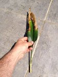 IMG_1656.jpg