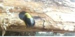 Voilà l'insecte