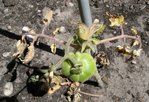 Vue d'ensemble -  tomate maladie.jpg