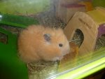Et pour terminer MON petit hamster :)