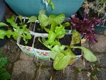Voilà les petites laitues dans les briques de jus de fruits, je pense que cette technique est plutôt bien car la salades va pouvoir bien grossir autour.<br />Au moins dans le potager il y aura plus de place