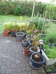Mes sarracenia en gros pots dehors