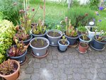 Mes sarracenia