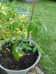 Plants de tomates dans un pots.