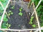 Les haricots nains