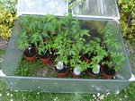 Le châssis de tomates