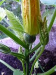 Ma peux-être première courgette